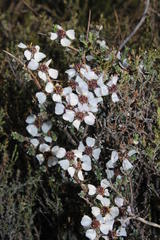 Eriocephalus grandiflorus