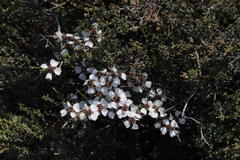 Eriocephalus grandiflorus