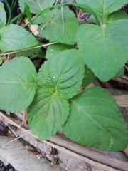 Coleus monostachyus