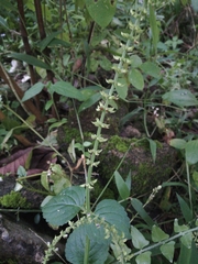 Coleus monostachyus