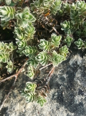 Pimelea barbata barbata