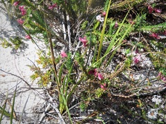 Hemiphora exserta
