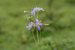 Exacum tetragonum