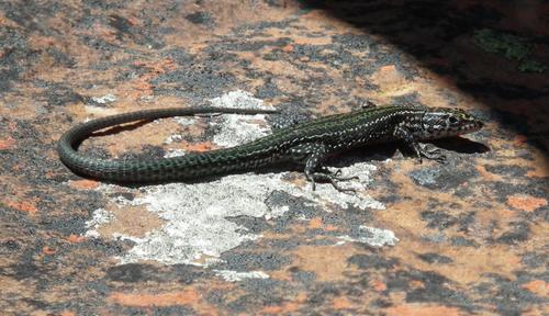 Tropidosaura gularis