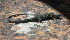 Tropidosaura gularis