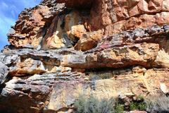 Caloplaca haematodes