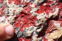 Caloplaca haematodes