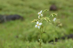 Exacum tetragonum