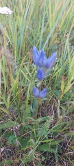 Gentiana triflora