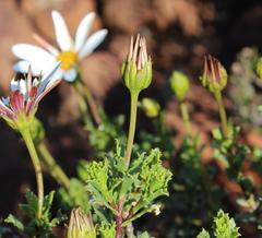 Dimorphotheca cuneata