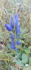 Gentiana triflora
