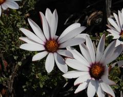 Dimorphotheca cuneata