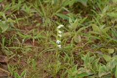 Habenaria heyneana