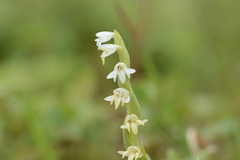 Habenaria heyneana