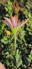 Dimorphotheca cuneata