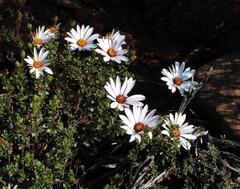 Dimorphotheca cuneata