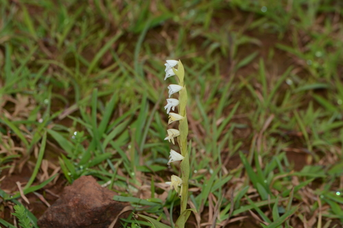 Image of Habenaria heyneana by no rights reserved