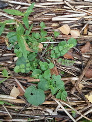 Cardamine dentata