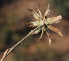 Senecio asperulus
