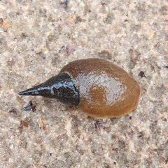 Lymnaea stagnalis
