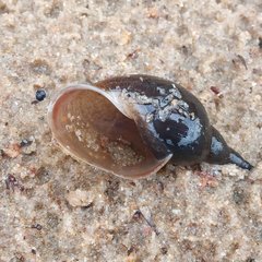 Lymnaea stagnalis