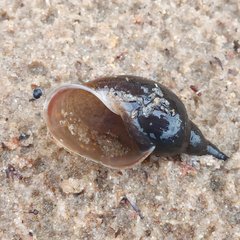 Lymnaea stagnalis