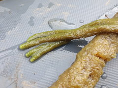 Ephydatia fluviatilis