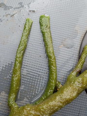 Ephydatia fluviatilis