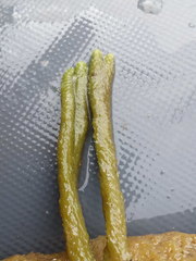 Ephydatia fluviatilis