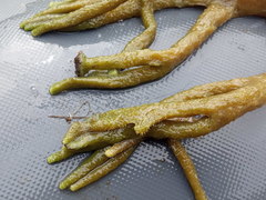 Ephydatia fluviatilis
