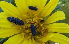Acmaeodera decemguttata decemguttata