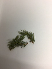 Pinaceae