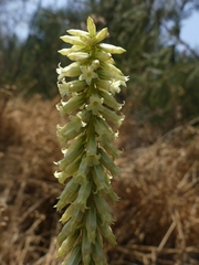 Umbilicus heylandianus