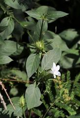 Barleria elegans