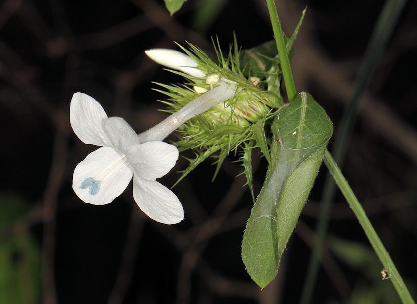 White Bushveld Bushviolet