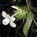 White Bushveld Bushviolet - Photo (c) Wynand Uys, some rights reserved (CC BY), uploaded by Wynand Uys