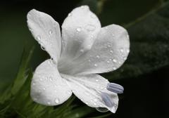 Barleria elegans