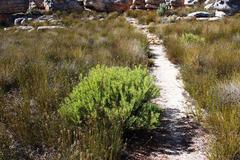 Leucadendron glaberrimum glaberrimum