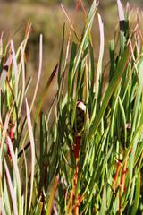 Protea acuminata