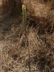 Umbilicus heylandianus