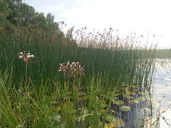 Schoenoplectus lacustris