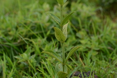 Exacum tetragonum