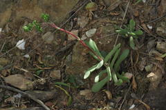 Crassula pubescens
