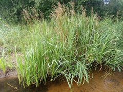Glyceria maxima