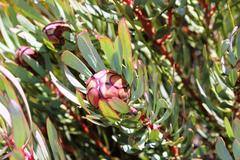 Protea