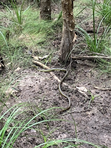Common Tree Snake sighting