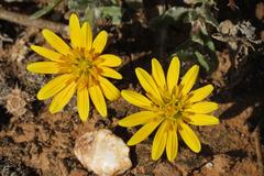 Cuspidia cernua annua