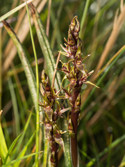 Prasophyllum sphacelatum