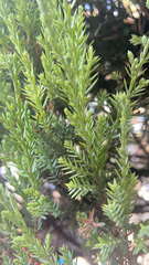 Cupressaceae