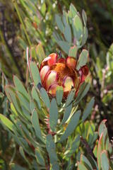 Protea